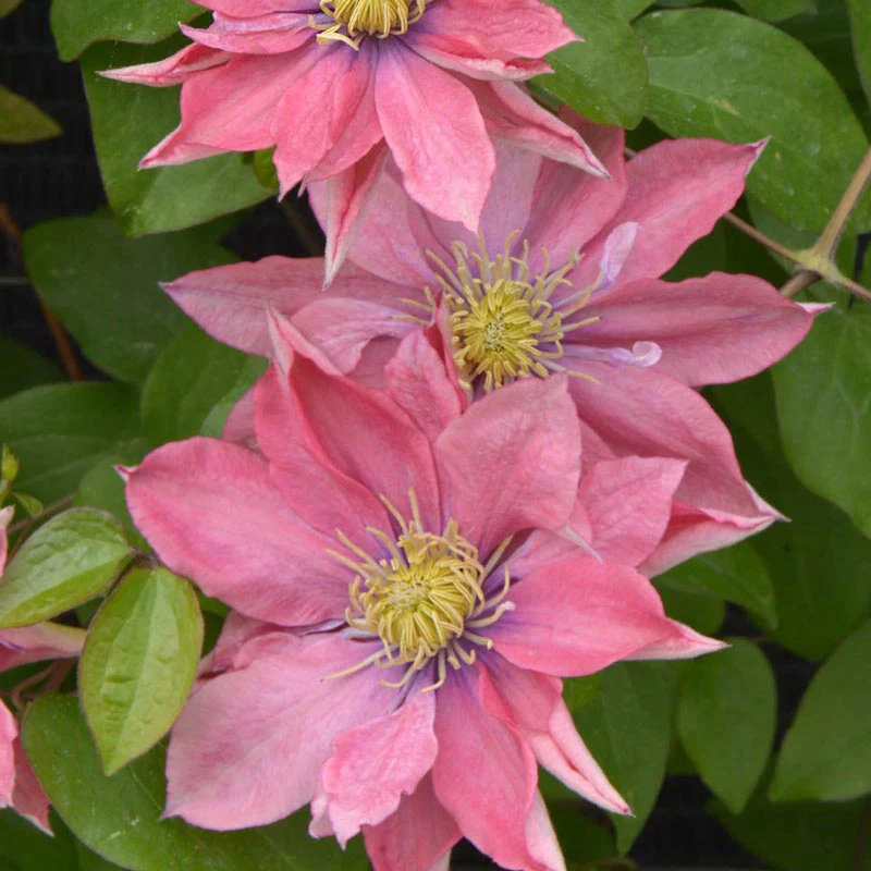 Clematis Little Mermaid - Image 3