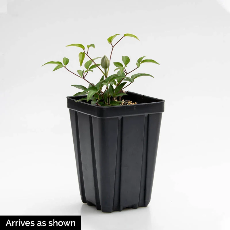 Clematis Minister - Image 2