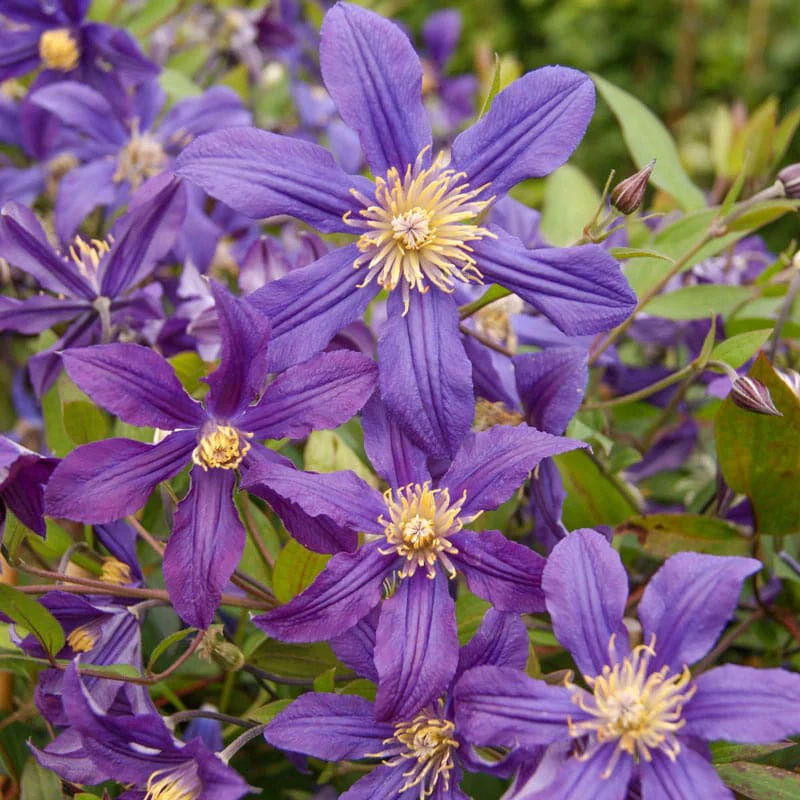 Clematis Mississippi River - Image 2