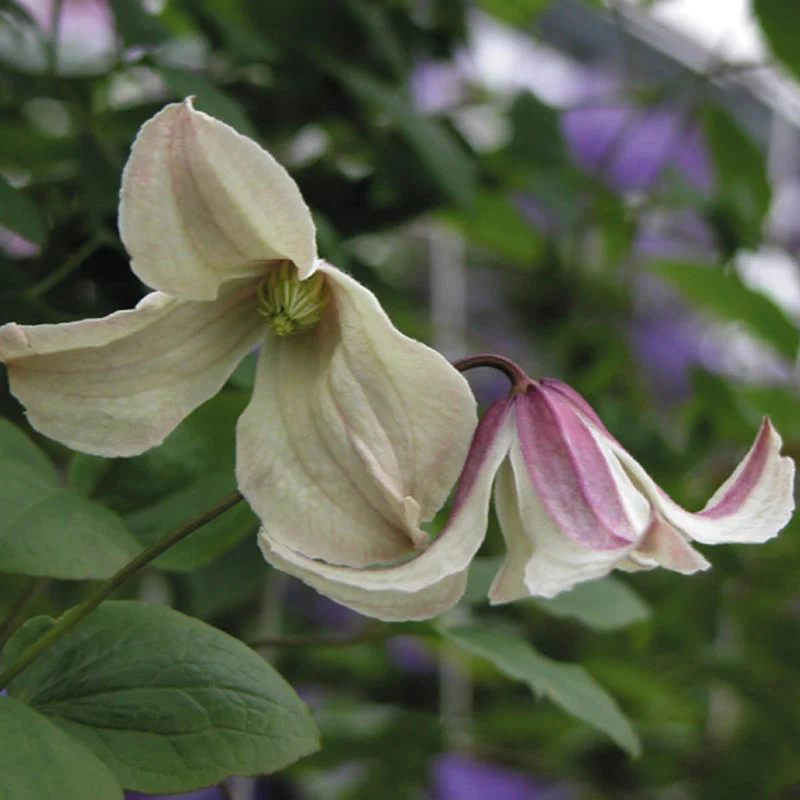 Clematis Pagoda - Image 2
