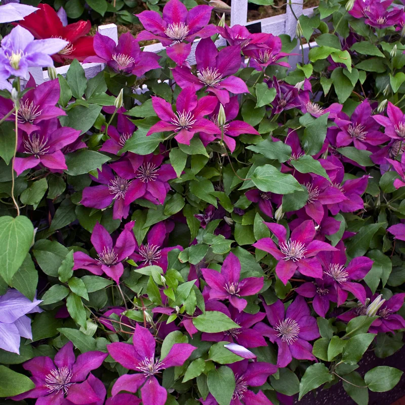 Clematis Picardy™ Flora™ - Image 2