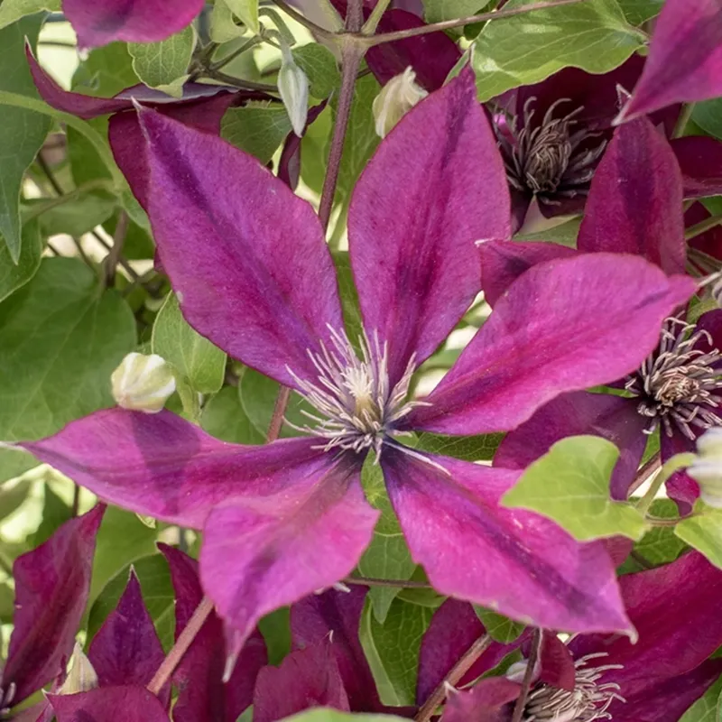 Clematis Picardy™ Flora™ - Image 3