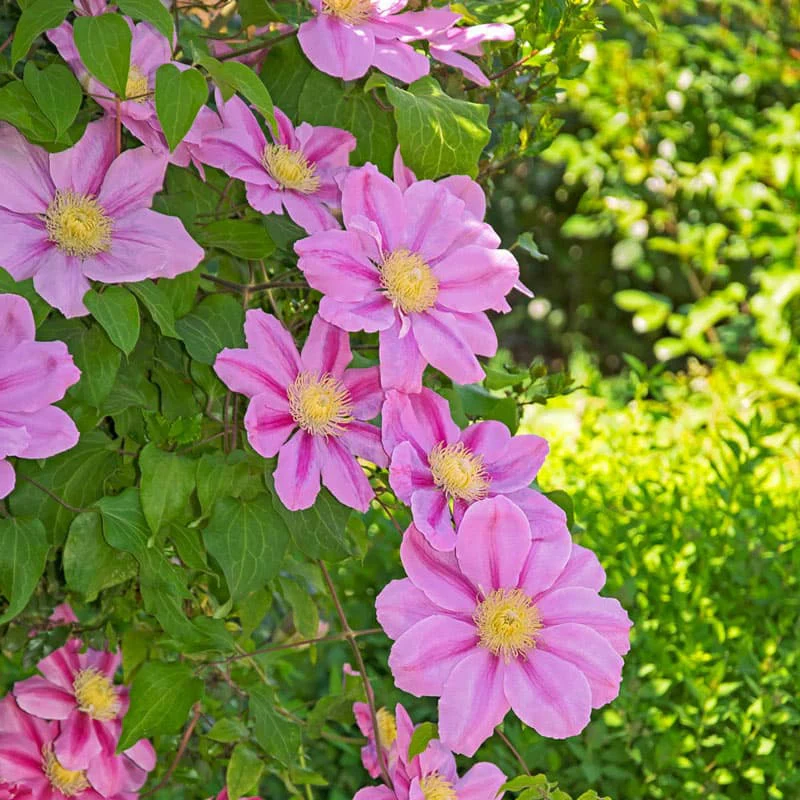 Clematis Pink Beauty - Image 2