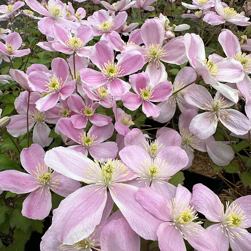 Clematis Pink Perfection