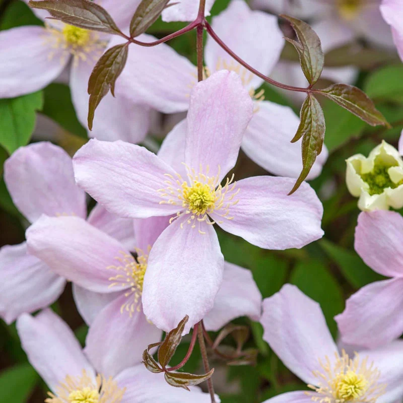 Clematis Pink Perfection - Image 2