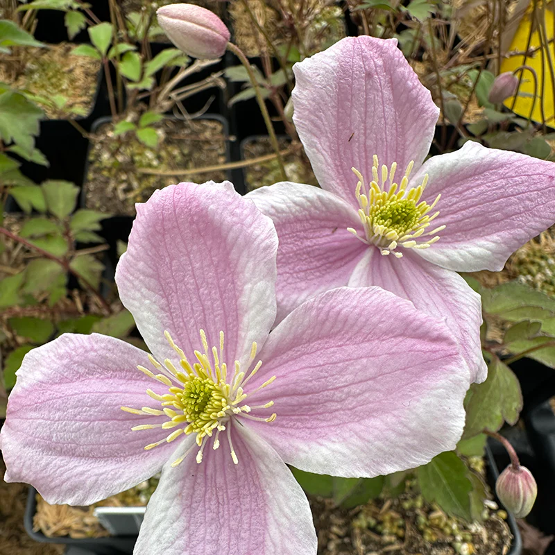 Clematis Pink Perfection - Image 6