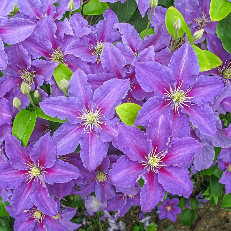 Clematis Ristimagi