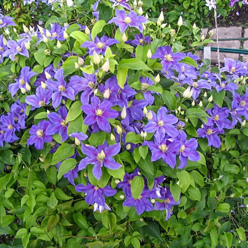 Clematis Ristimagi - Image 3