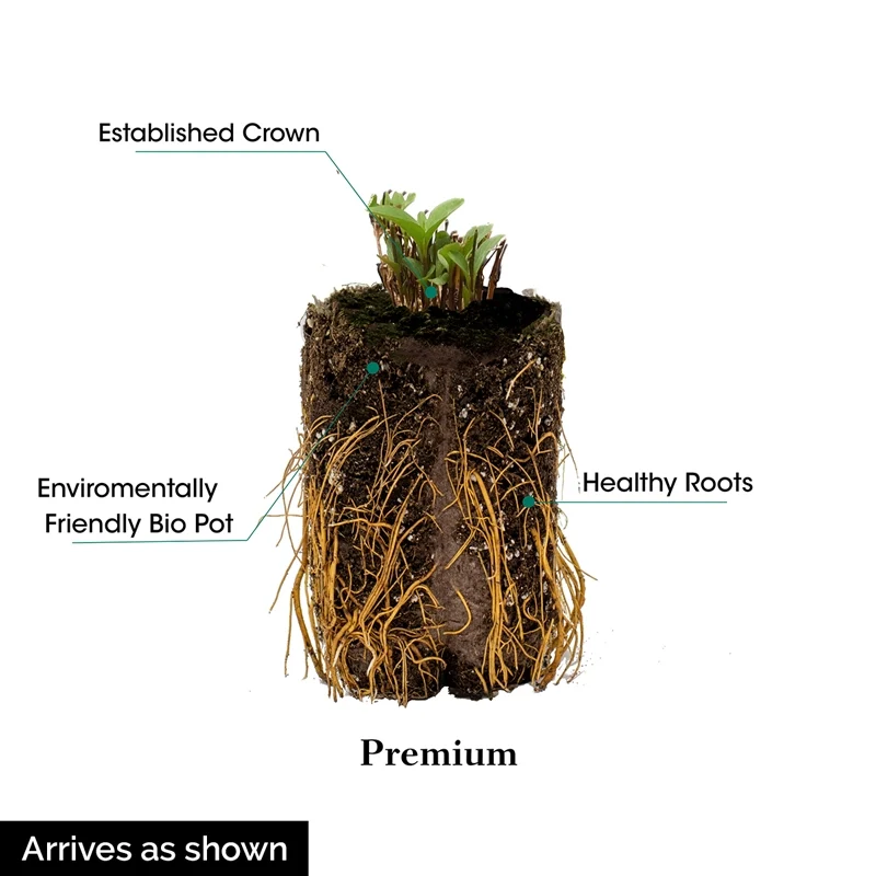 Clematis Zosia - Image 4