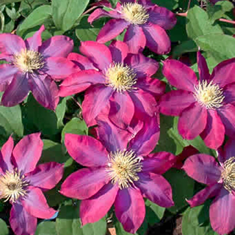 Clematis Star Burst - Image 2