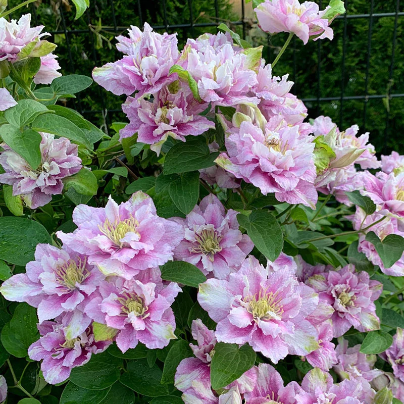 Strawberry Shortcake® Clematis