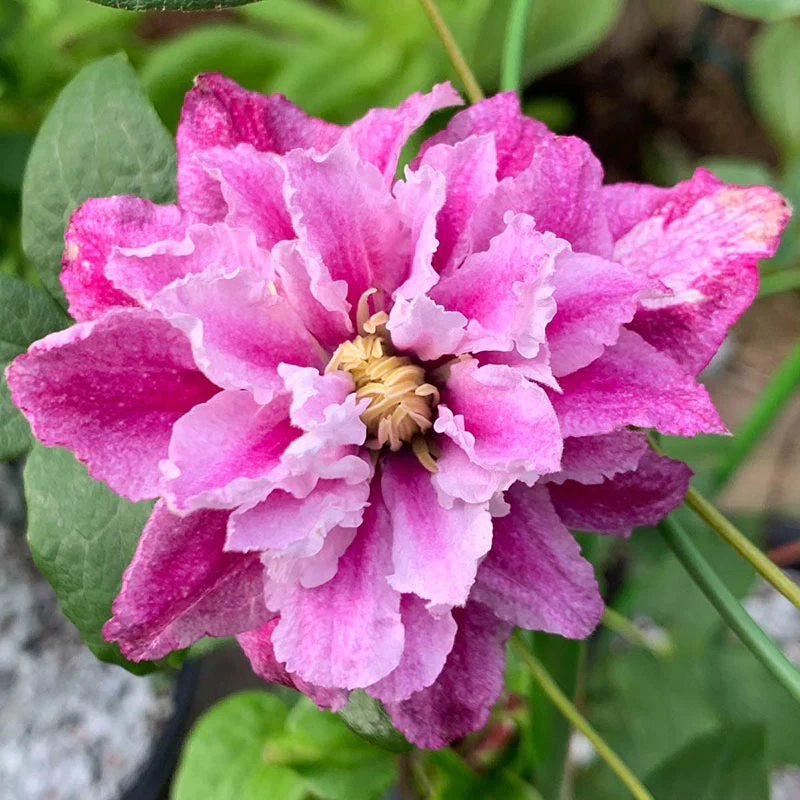 Strawberry Shortcake® Clematis - Image 2