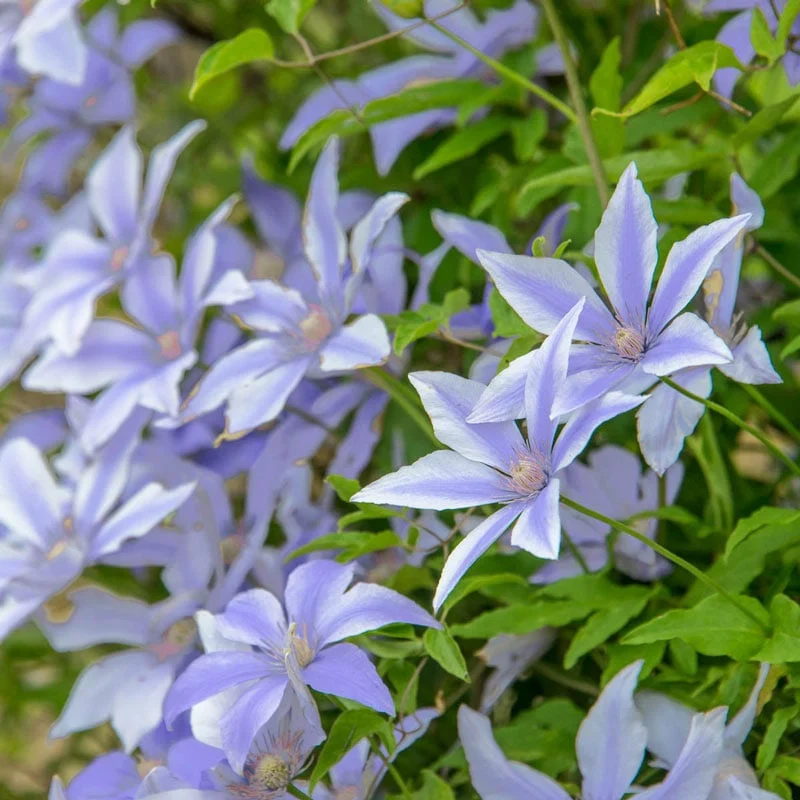 Clematis Sugar Sweet™ Blue - Image 2