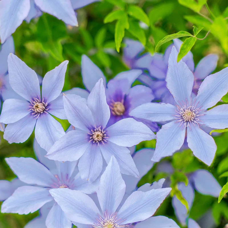 Clematis Sugar Sweet™ Blue - Image 3