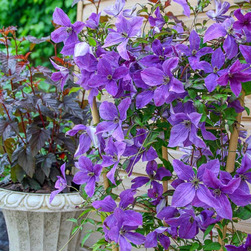 Clematis Sunny Sky - Image 2