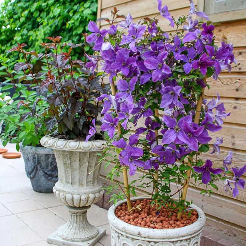 Clematis Sunny Sky - Image 3
