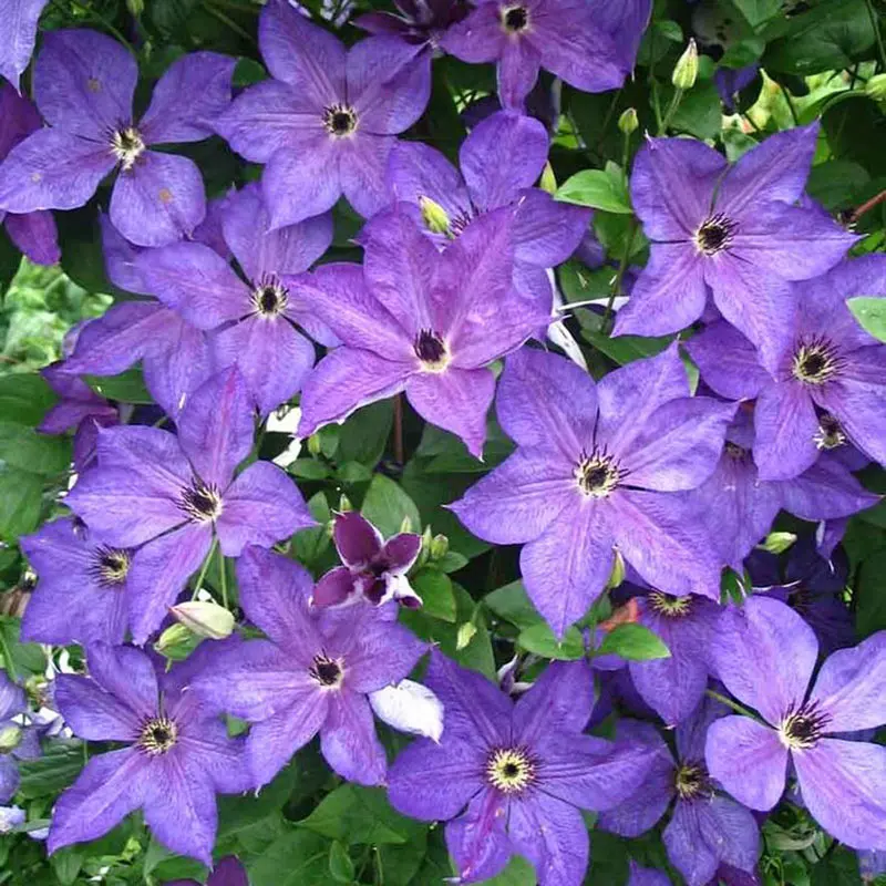 Clematis Uno Kivistik