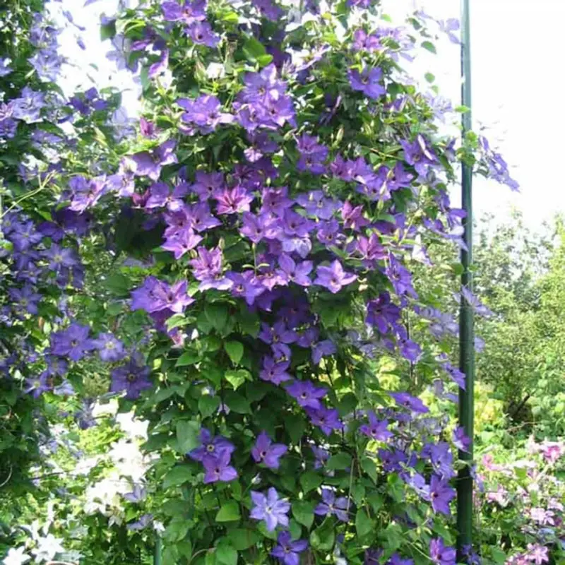 Clematis Uno Kivistik - Image 2