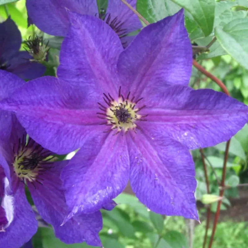 Clematis Uno Kivistik - Image 3