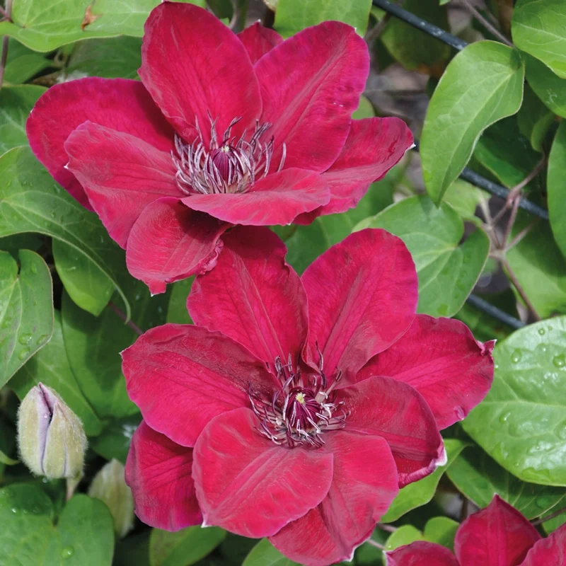 Clematis Zosia - Image 3