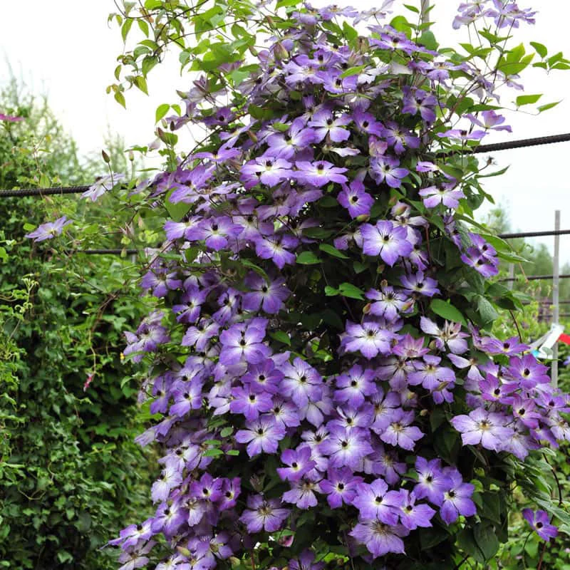 Clematis Cloudburst - Image 2
