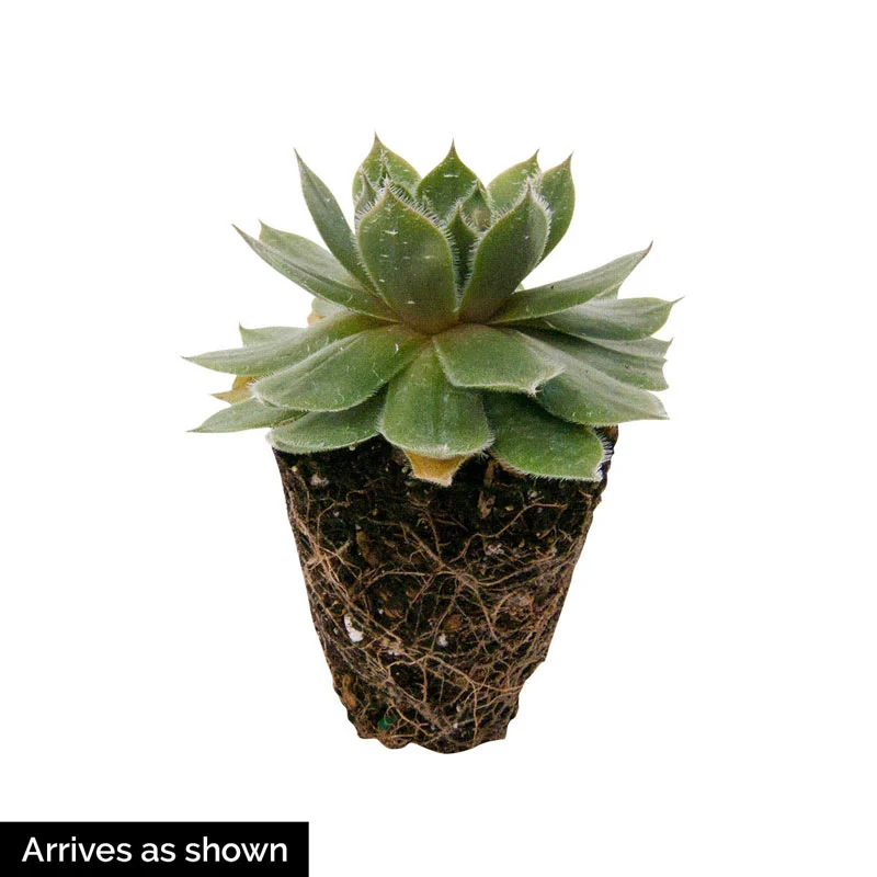 Cobweb Hens & Chicks - Image 2