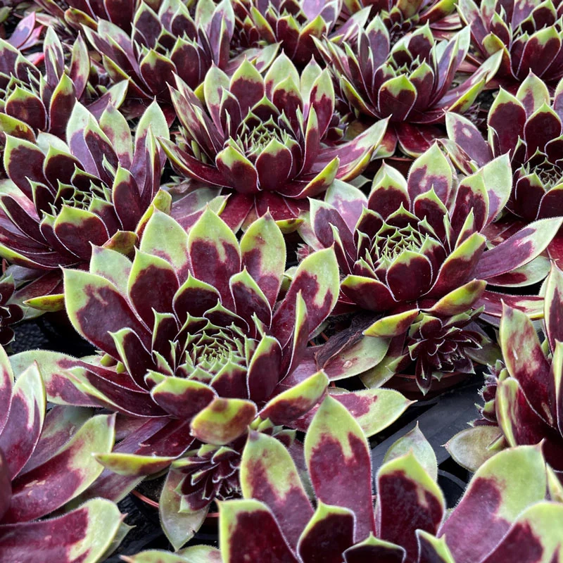 Coconut Crystal Hens & Chicks