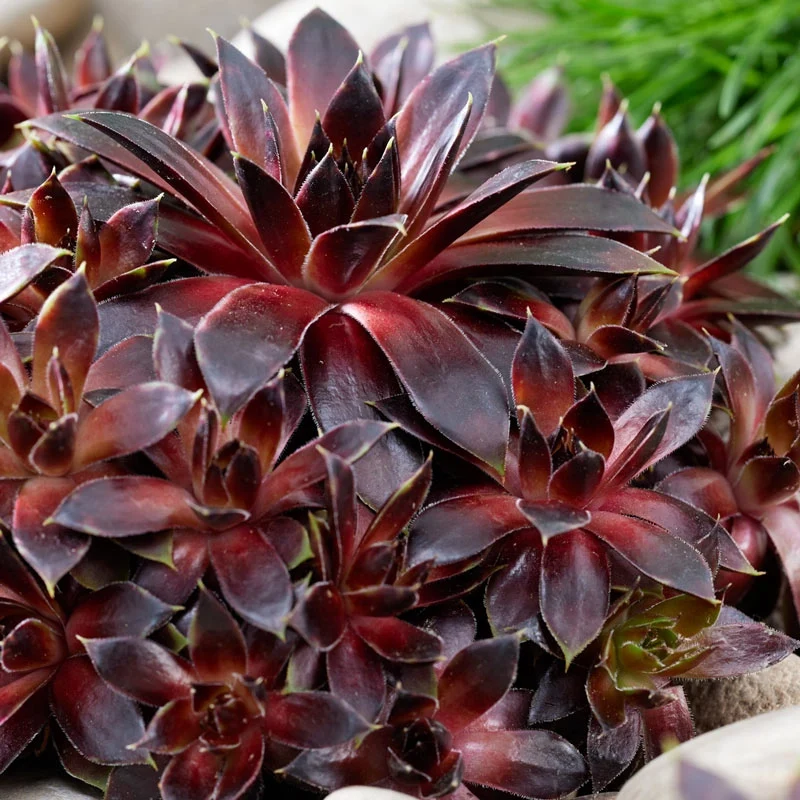 Coconut Crystal Hens & Chicks - Image 2