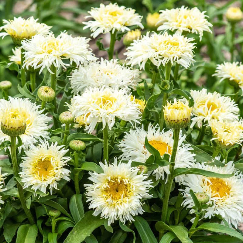 Coconut Daisy - Image 2