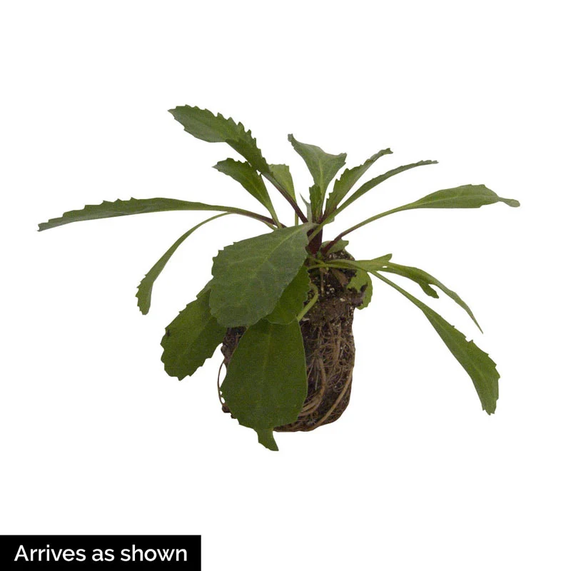 Coconut Daisy - Image 3