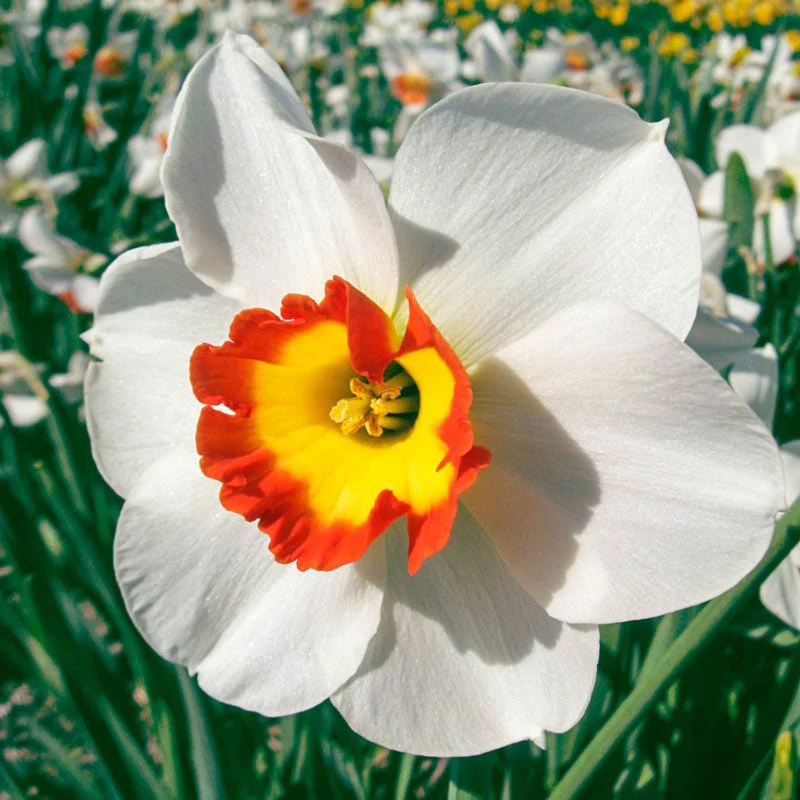 Large Cupped Daffodil Collin's Joy