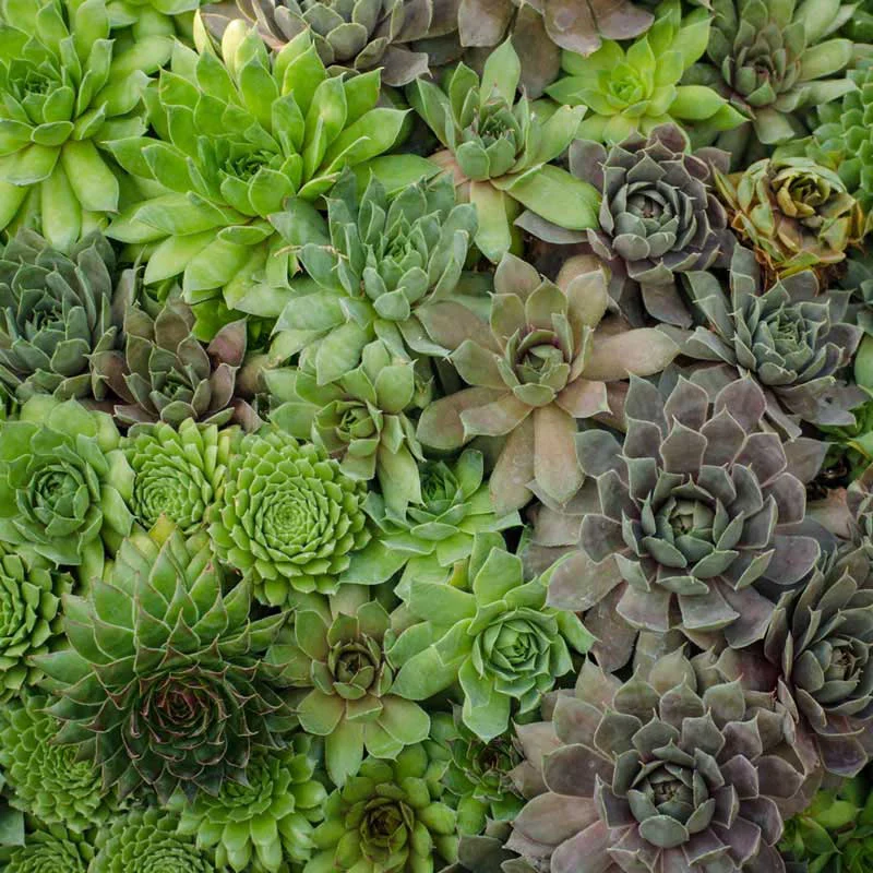 Hens and Chicks Collection - Image 2