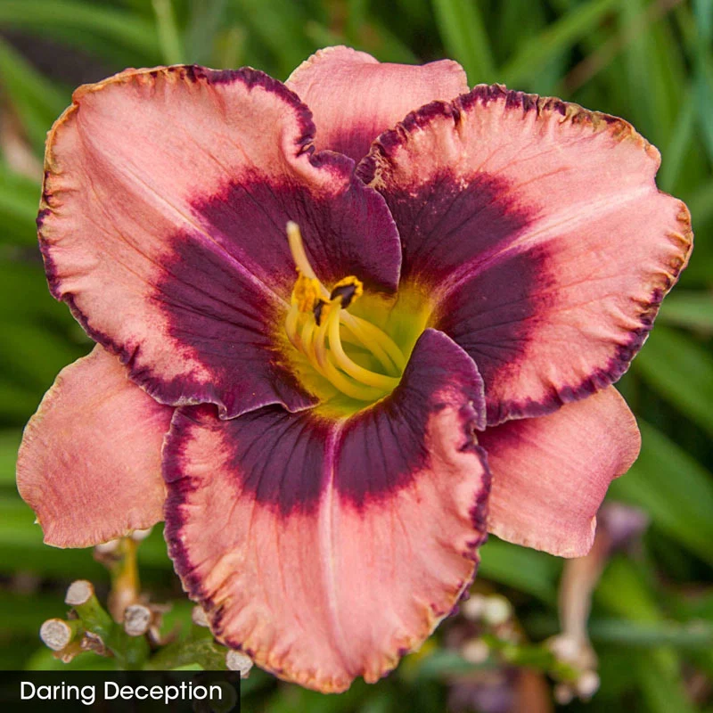 Daylight Savings Reblooming Daylily Collection - Image 2