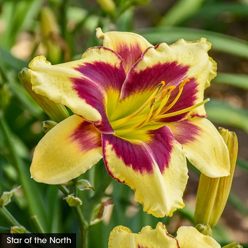 Daylight Savings Reblooming Daylily Collection - Image 3