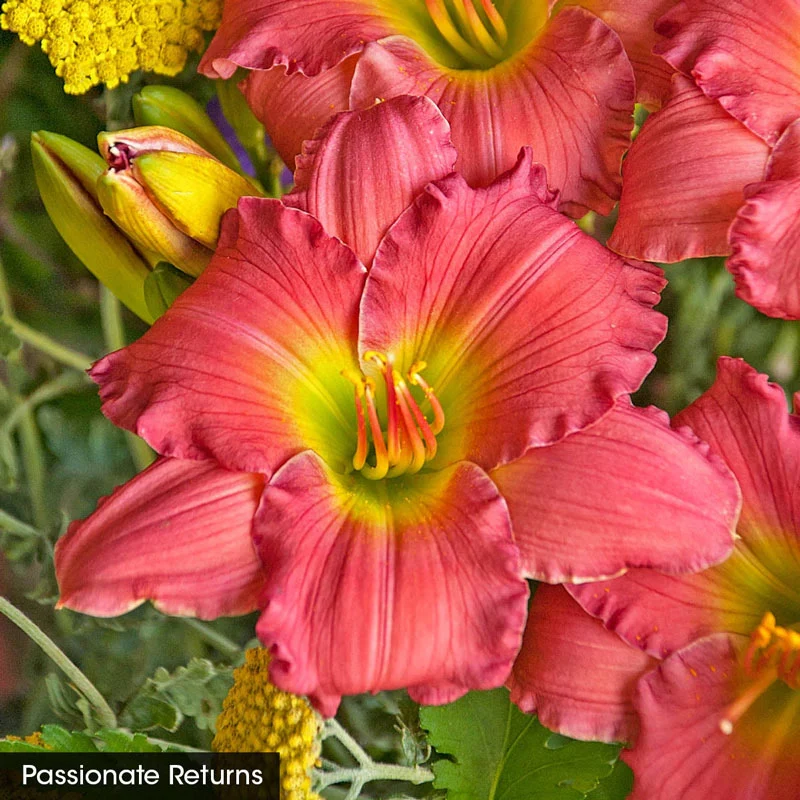 Daylight Savings Reblooming Daylily Collection - Image 4