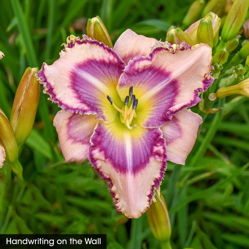 Daylight Savings Reblooming Daylily Collection - Image 5