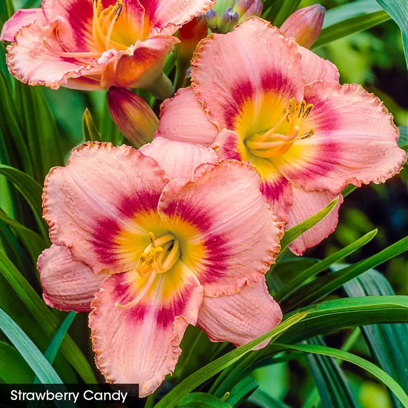 Reblooming Daylily Fall Classic Collection - Image 2