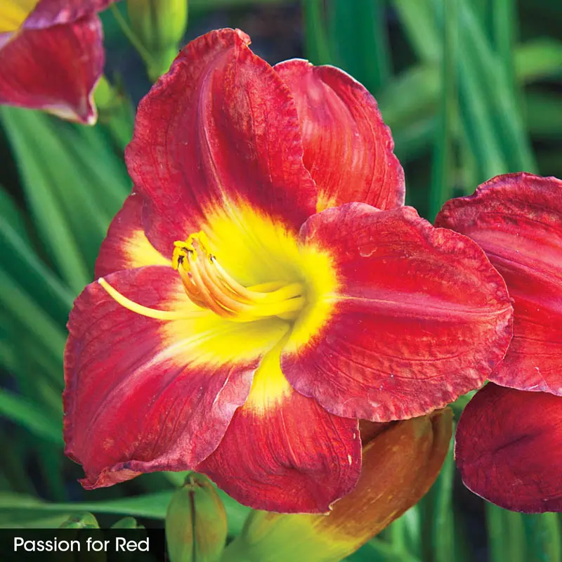 Reblooming Daylily Fall Classic Collection - Image 3