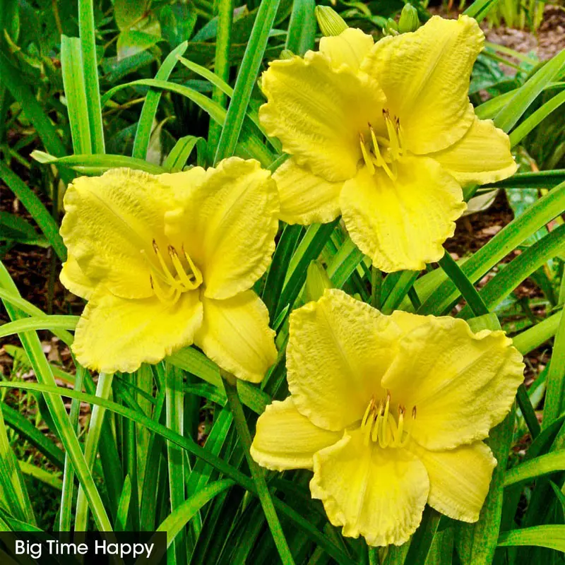 Reblooming Daylily Fall Classic Collection - Image 4