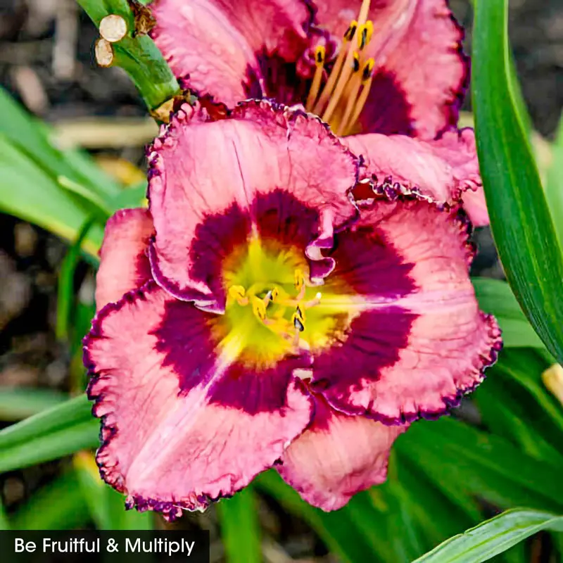 Reblooming Daylily Fall Classic Collection - Image 5