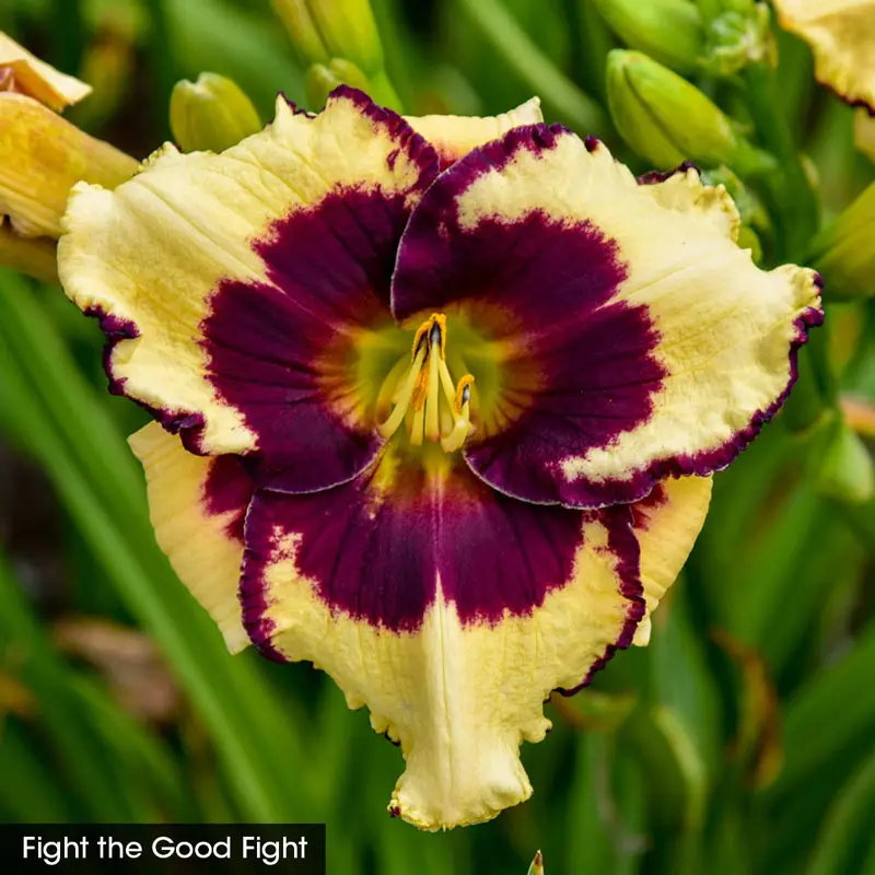 Reblooming Daylily Fall Classic Collection - Image 6
