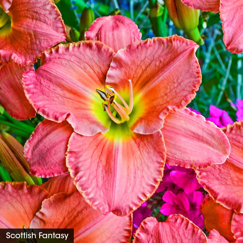 Reblooming Daylily Fall Select Collection - Image 4
