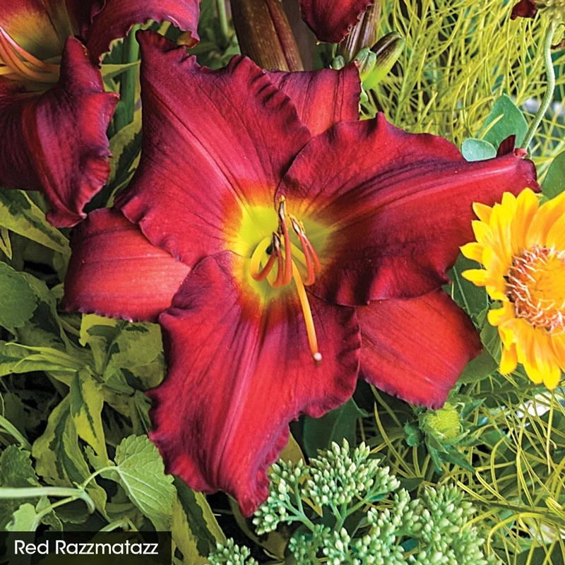 Reblooming Daylily Fall Select Collection - Image 5