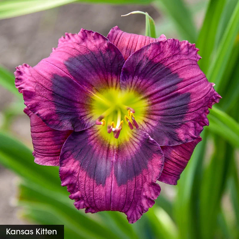 Reblooming Daylily Fall Select Collection - Image 7