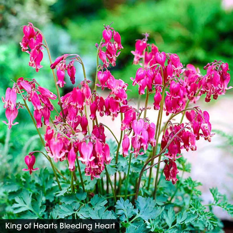 Color in the Shade Garden - Image 2