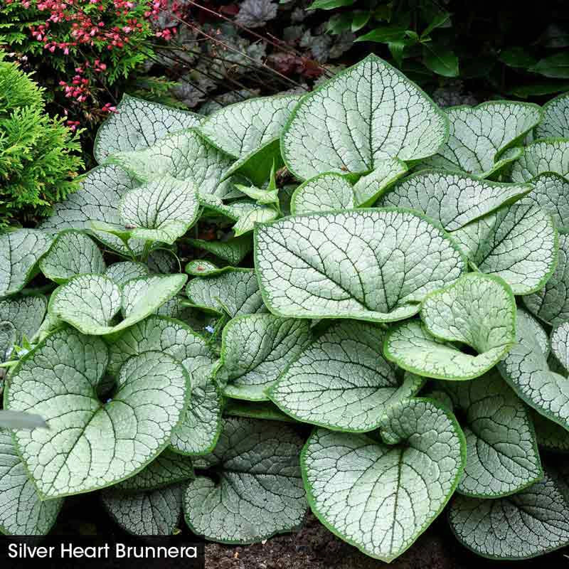 Color in the Shade Garden - Image 4