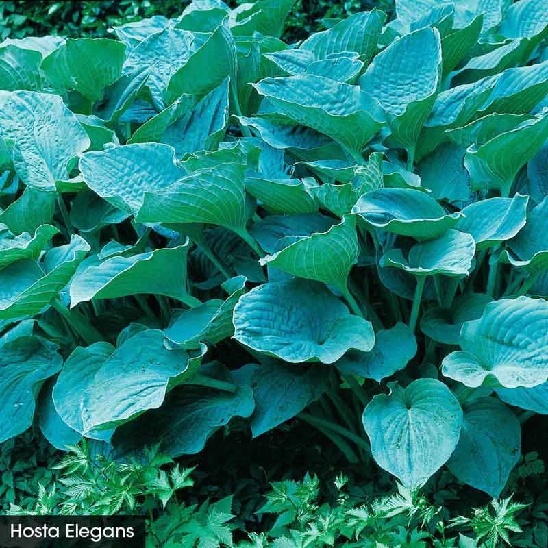 Color in the Shade Garden - Image 6