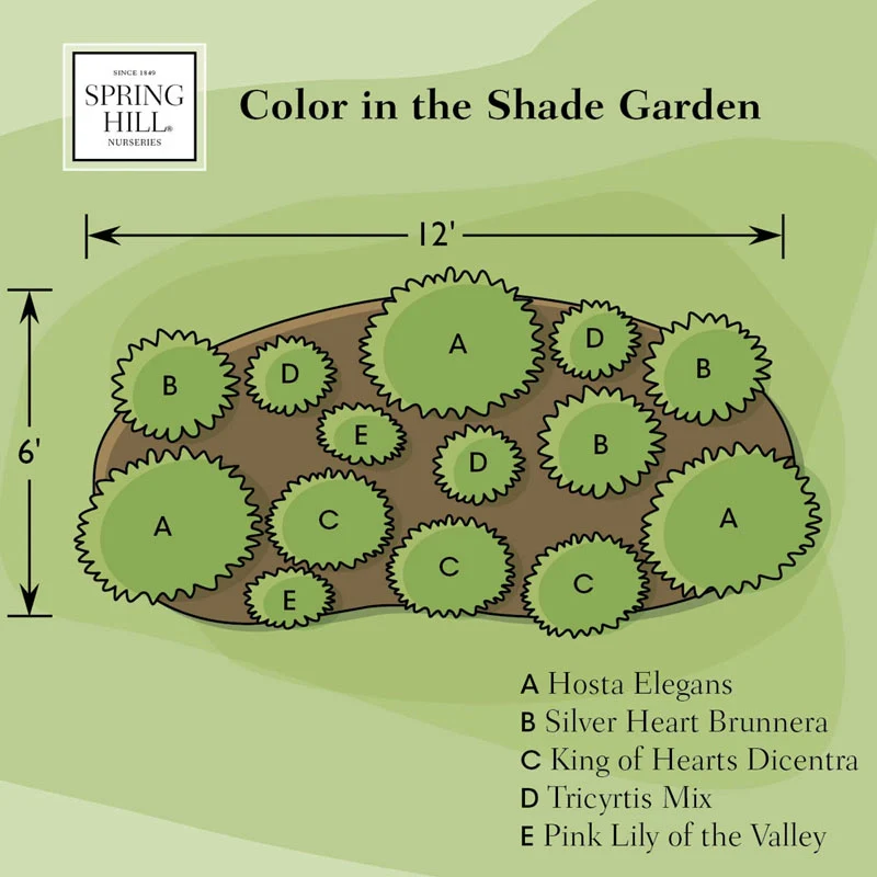 Color in the Shade Garden - Image 7