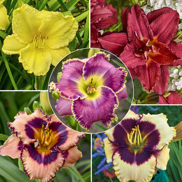 Color POP Reblooming Daylily Collection