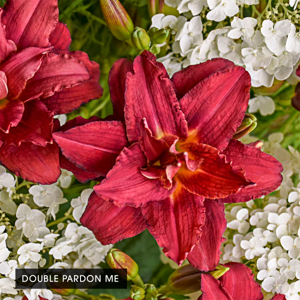 Color POP Reblooming Daylily Collection - Image 2